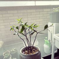 ナギ,観葉植物,なぎの木,新米栽培マンの画像