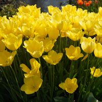 チューリップ,球根,黄色い花,多年草,観賞用の画像