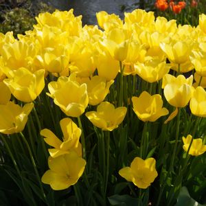 チューリップ,球根,黄色い花,多年草,観賞用の画像