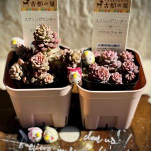 KOH.スプリングワンダー×プロリフィカ,KOH.スプリングワンダー×プロリフィカ,KOH.スプリングワンダー×プロリフィカ,雨ざらし,多肉のある暮らしの画像
