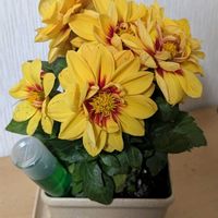 部屋,デスク,リビング・ダイニングの画像