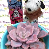 白星,虹の玉,デビー,花かんざし,黒牡丹の画像