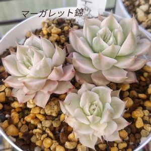 マーガレット錦,軒下,兵庫タニラー,おうち園芸の画像