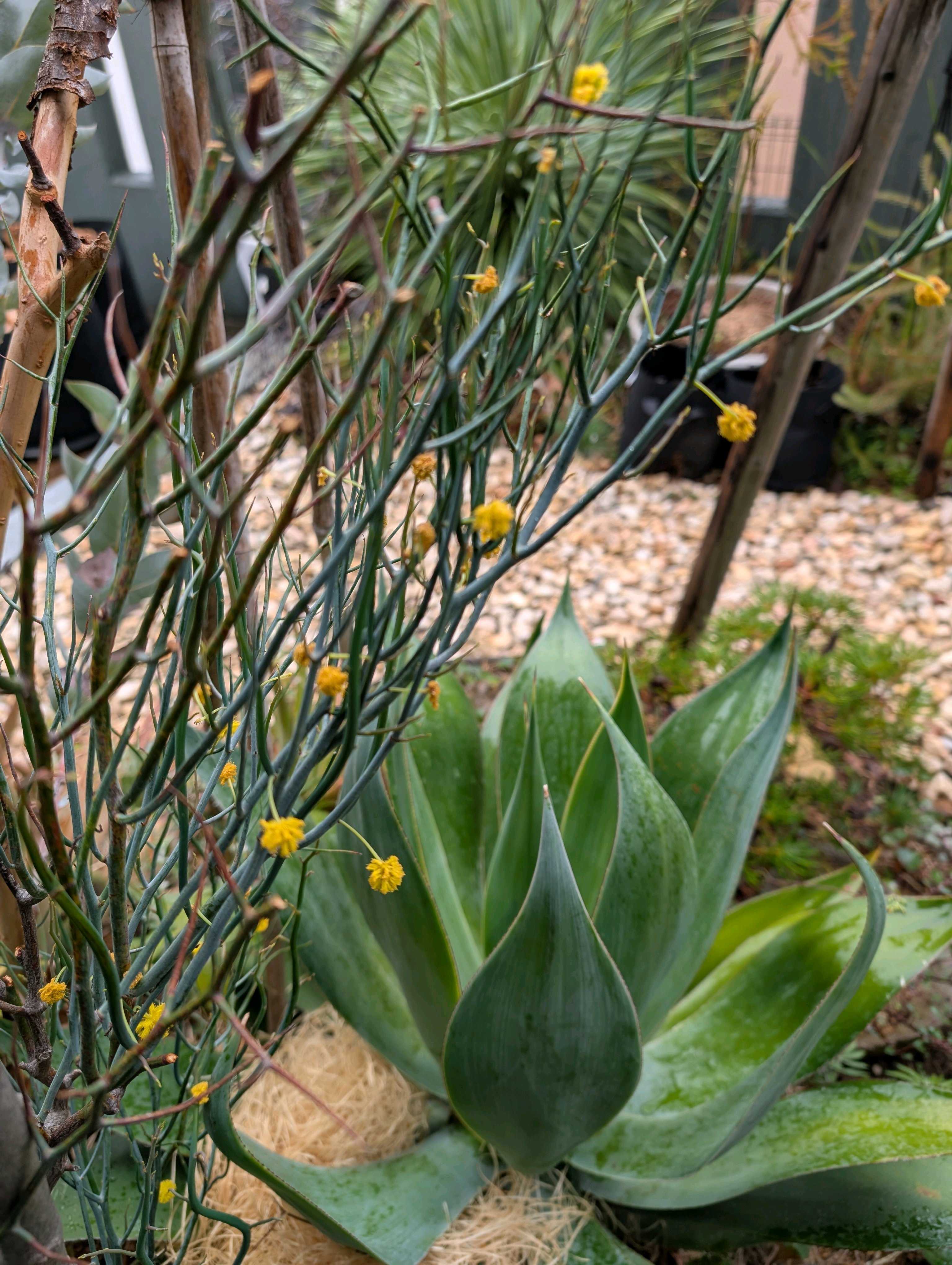 アガベ ブルーフレームの一覧｜🍀GreenSnap（グリーンスナップ）