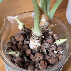 アロカシア,アロカシア　シルバードラゴン,観葉植物,ハイドロカルチャー,サトイモ 科の画像
