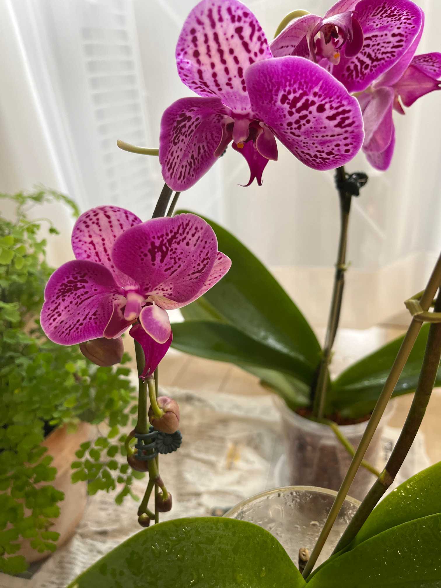 胡蝶蘭 Chiada Carnelian｜🍀GreenSnap（グリーンスナップ）