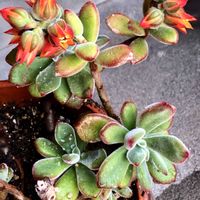 エケベリア,錦晃星(きんこうせい),錦晃星(きんこうせい),多肉ちゃんのお花,お花大好き♡の画像