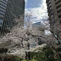 ソメイヨシノ,ソメイヨシノ,シンボルツリー,梅田界隈の画像