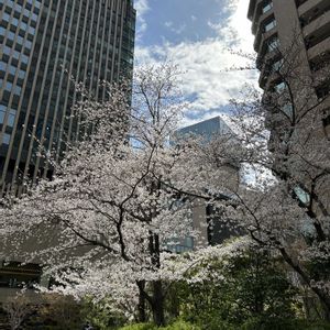 ソメイヨシノ,ソメイヨシノ,シンボルツリー,梅田界隈の画像