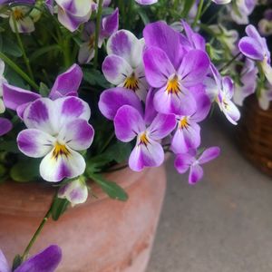 紫陽花の蕾,可愛い,軒下,花のある暮らし,極小輪ビオラの画像
