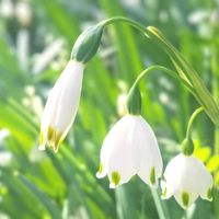 スノーフレーク,ピンクの花,今日の花,白いお花,今日のお花の画像