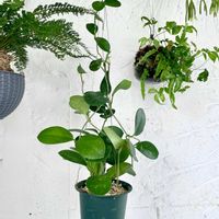 プテリス,ホヤ オーストラリス,プラスチックファン,観葉植物,植え替えの画像