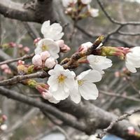 ソメイヨシノ,シクラメン ジックス,クリサンサム,かわいい,紅葉する多肉の画像
