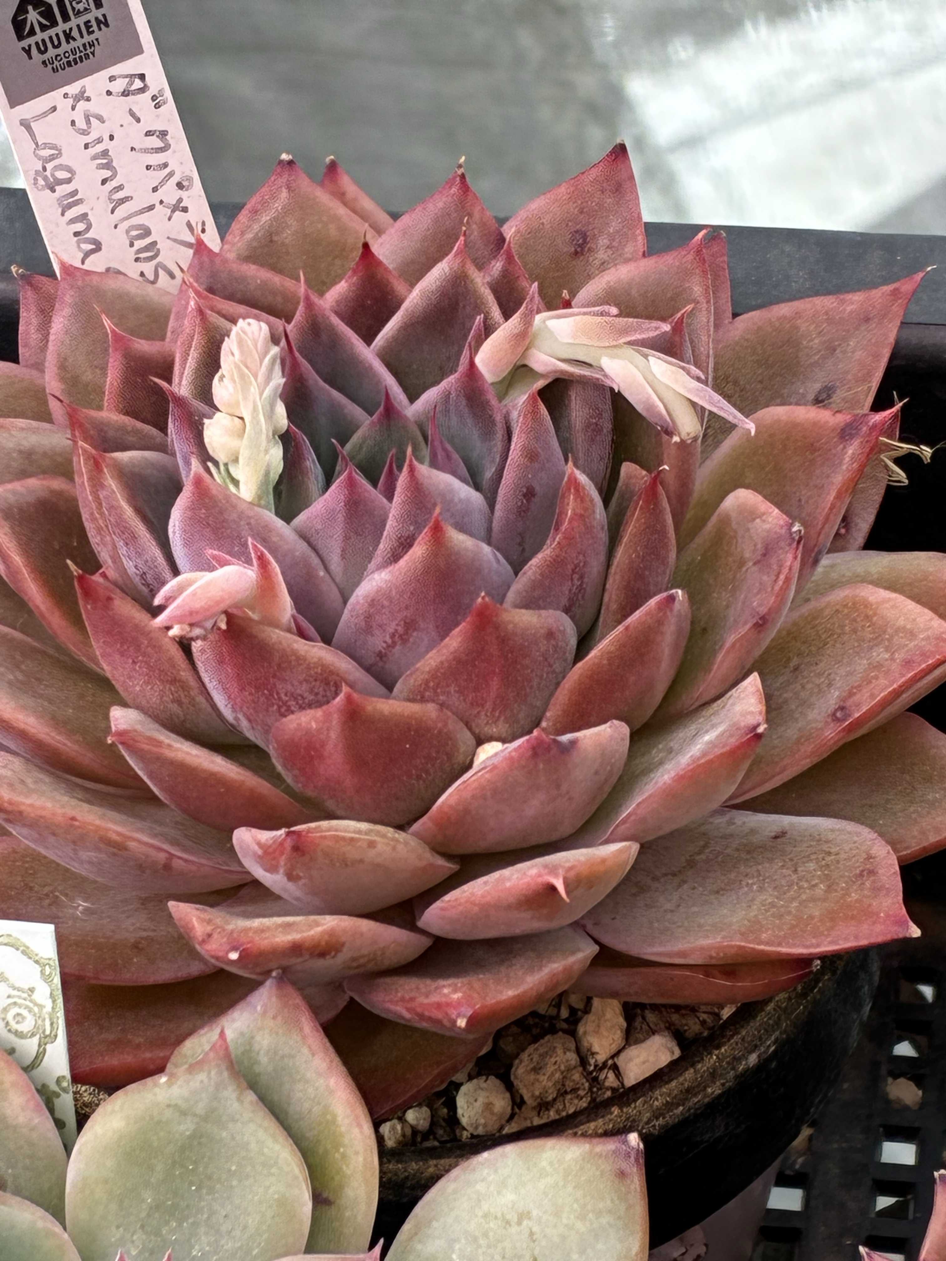 ダークパメラ×シムランスラグナサンチェスの一覧｜🍀GreenSnap