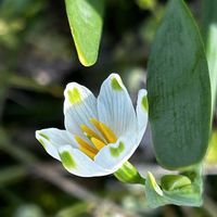 スノーフレーク,スミレ,abuのスミレの画像