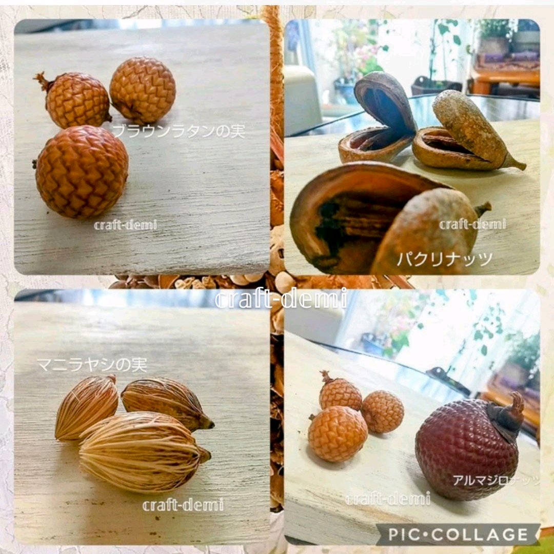 木の実のツリー】【木の実のまとめ】｜🍀GreenSnap（グリーンスナップ）