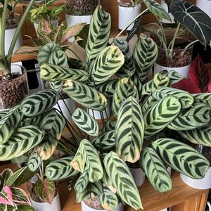 クテナンテ,クテナンテ ブルレマルクシー,観葉植物,ハイドロカルチャー,クズウコン科 の画像