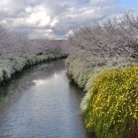 ユキヤナギ,黄梅,桜,春到来！の画像