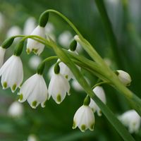 スノーフレーク,スノーフレーク,道端,青空,マクロ撮影の画像