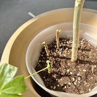 ウンベラータ,ヤツデアオギリ,観葉植物,インディアン・アーモンドの画像