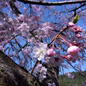 ガーデニング,癒し,花のある暮らし,緑のある暮らし,ハーブのある暮らしの画像