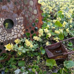 地植え,もりもり,サビサビ雑貨,植物のある暮らし,増殖中の画像