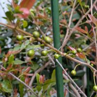 いちごの木,クリスマスホーリー,ミッキーマウスツリー,ルビーサンザシの蕾,大好きなお花♡の画像