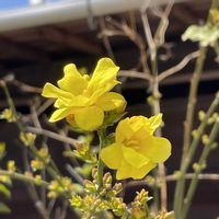 黄梅,お出かけ先の画像