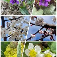 アンズ,アンズ,イチゴ,イチゴ,ウメの画像