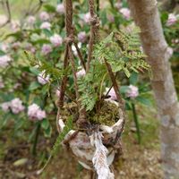 ジンチョウゲ,トキワシノブ,八重枝垂れ桜,イマソラ,繋がりに感謝✨の画像