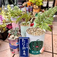 ペンデンス,だるま秀麗,トキワシノブ,ハクホウギク,多肉植物の画像
