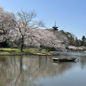 サクラ,日本庭園,咲いてくれてありがとう❤,おでかけ先,被災地にエールを…。の画像