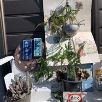 トキワシノブ,トキワシノブ石化 猫の手,キュンキュン乙女倶楽部,シダ愛好会,医療・介護の皆様に感謝の画像