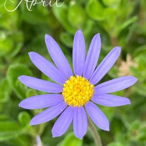 可愛い〜♡,季節の花,軒下,咲きました,おきにいりの画像