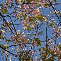 アセビ,アセビ,アセビ,ツバキ,ツバキの画像