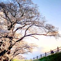 ユキヤナギ,さくら サクラ 桜,さくら 桜 サクラ,Love & Peace,半分そらの画像
