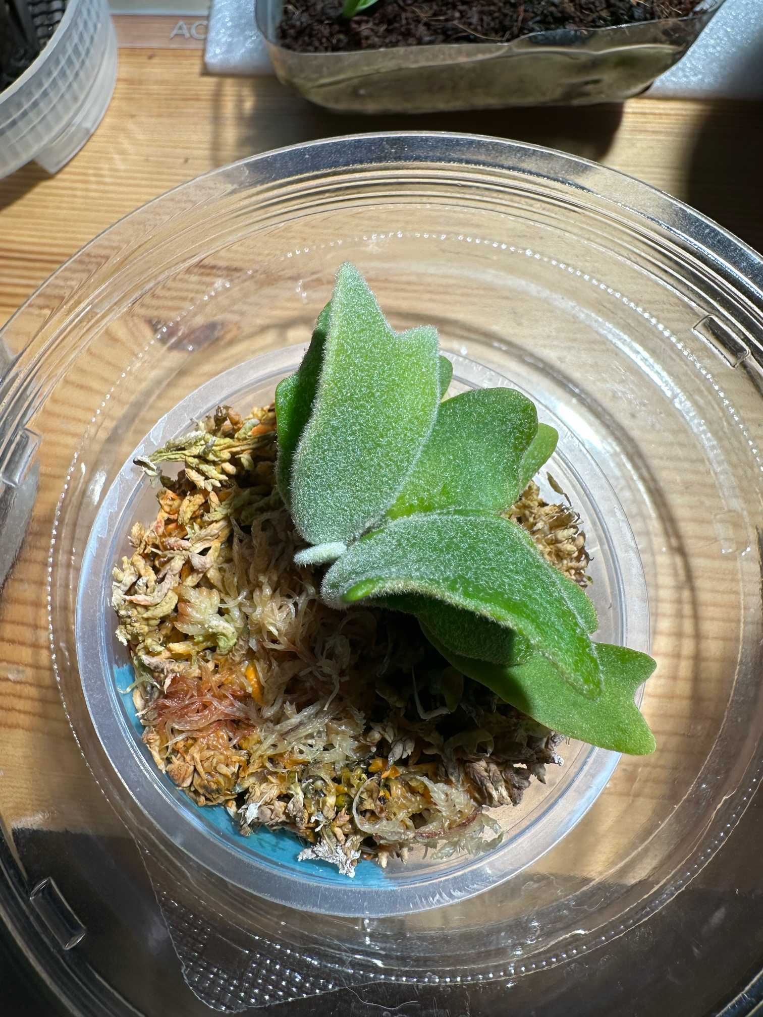 ウィリンキー バクテリアの成長｜🍀GreenSnap（グリーンスナップ）