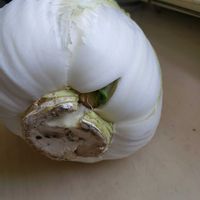 白菜,春が来た,保存食の画像