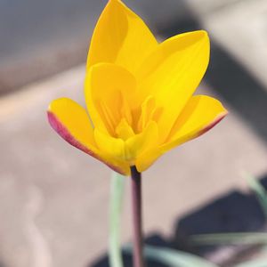 秋麗,原種チューリップ,多肉植物,ビタミンカラー,癒しの画像