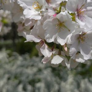 セダム,寄せ植え,多肉植物,アーティストの画像