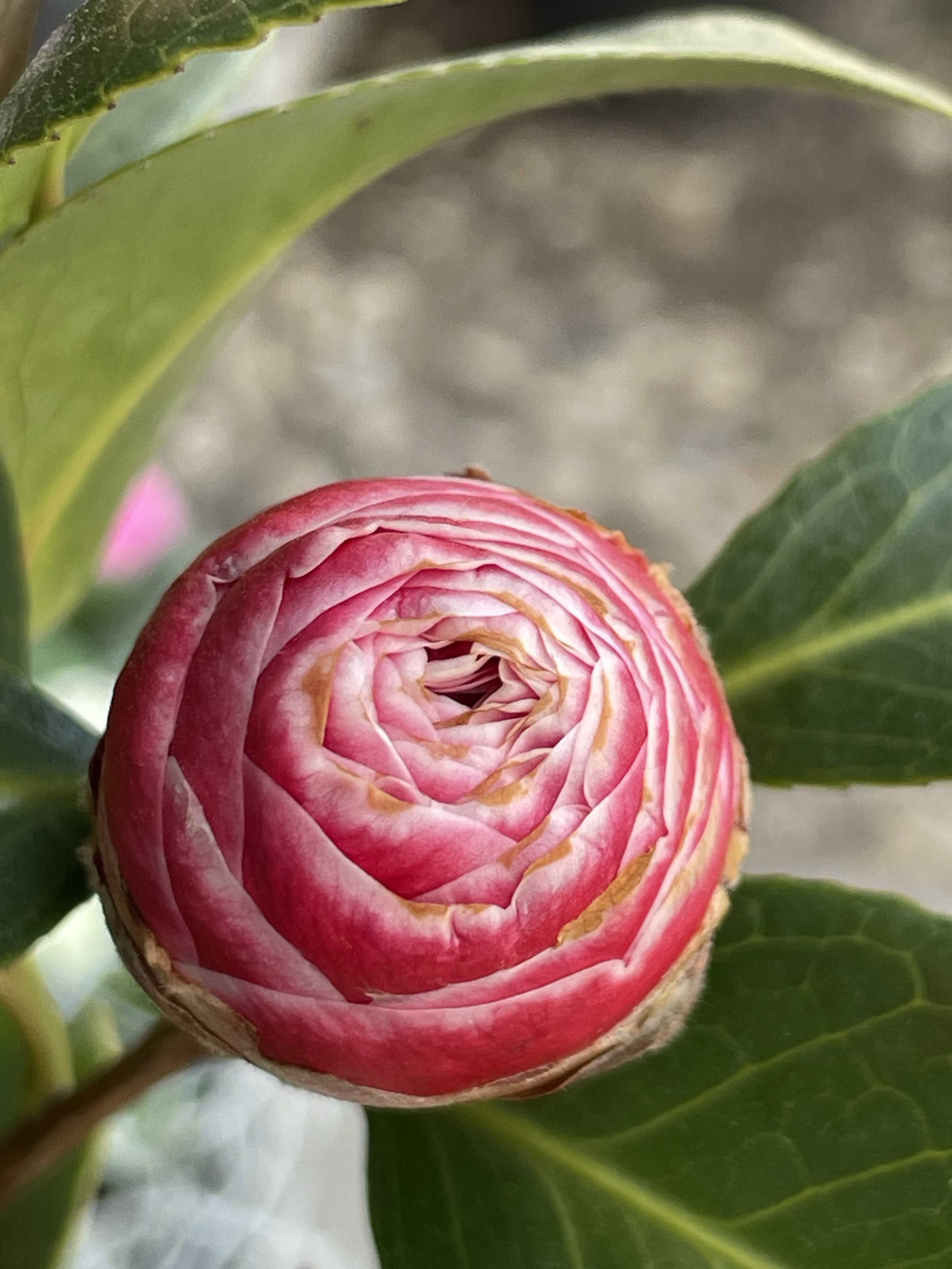 ヒライHirai (椿)の一覧｜🍀GreenSnap（グリーンスナップ）