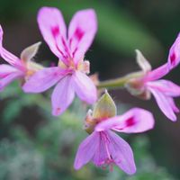 ゼラニウム,センテッドゼラニウム,ハーブ,ガーデン,ピンクの花の画像