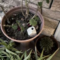 ゼラニウム,アロエベラ,タンゲマル(短毛丸),花のある暮らし,春の訪れの画像