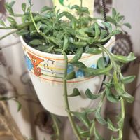 ドルフィンネックレス,観葉植物,リビング・ダイニングの画像