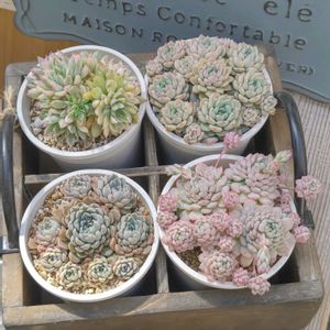 ロココ,花火,ピンクベリー,シャングリラ,メキシコミニマの画像