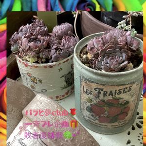 コブシ,雪雛,エケベリア ハッピー, ハッピー,GSミニモニ。の画像
