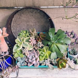 寄せ植え,多肉植物,ジャンク,サビサビ,プレゼントの画像