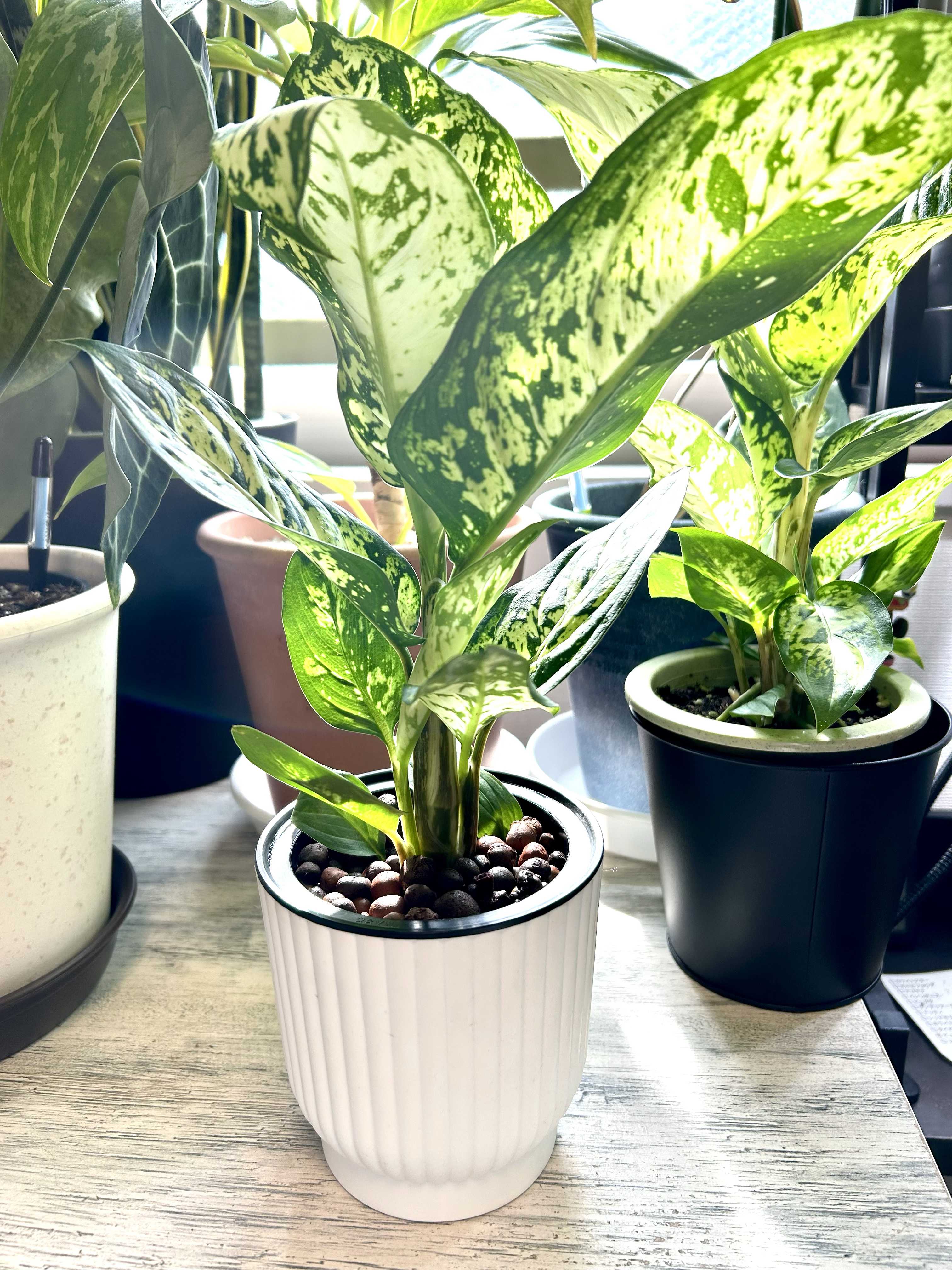 ゴールドクレストの育て方｜鉢植えなら室内でもOK？植え替えは