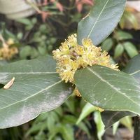 月桂樹,月桂樹,月桂樹　雄木,黄色い花,今日のお花の画像