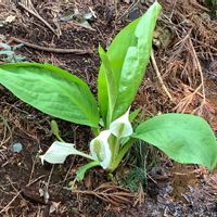 ミズバショウの画像